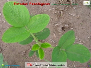 V2:2do nudo, 1ra hoja trifoliada expandida.Cerealesy Oleaginosas
Estados Vegetativos
 