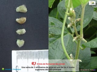 R2 (Floración completa)
Una flor abierta en cualquier de los nudos superiores del tallo principal.Cerealesy Oleaginosas
Estados
Reproductivos
 