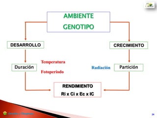  Los cultivares comerciales de soja se agrupan en GM o de precocidad. En el mundo existen 12 GM
(00 al X) En Argentina se siembran del GM II al VIII.
 Cada GM reune variedades con similar respuesta al fotoperíodo, en general tienen similar duración
de días de VE (emergencia) a R1 (floración).
 Los GM II, III, IV, y V corto son denominados GM bajos o menores, y son de HC indeterminado.
 Dentro de cada GM se encuentran materiales que son de ciclo corto y/o largo.
28/09/2017
Características
generales
 Los GM V largo, VI, VII y VIII son denominados GM altos o mayores, donde casi todas las variedades
de los GM V y GM VI y una menor proporción de los GM VII y VIII son de HC indeterminado.
Cerealesy Oleaginosas
 