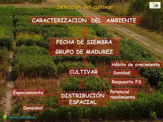 Ejemplo de variedades
Cerealesy Oleaginosas
 