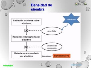 Engormix, 2012
Densidad de
siembra
Cerealesy Oleaginosas
 