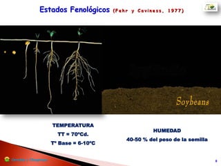  Prácticamente detienen su
crecimiento en altura cuando inicia la
floración. En su extremo apical se
forma un ramillete de estructuras
reproductivas.
 Hasta la floración, el crecimiento
vegetativo representa un 80% del
total del ciclo.
Determinado
Cerealesy Oleaginosas
Hábito de Crecimiento
 