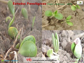 HUMEDAD
40-50 % del peso de la semilla
TEMPERATURA
TT = 70ºCd.
Tº Base = 6-10ºC
Estados Fenológicos
Cerealesy Oleaginosas
 