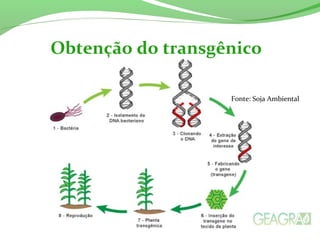 Obtenção do transgênico
Fonte: Soja Ambiental
 