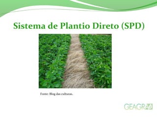 Sistema de Plantio Direto (SPD)
Fonte: Blog das culturas.
 