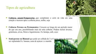 Tipos de agricultura
 Culturas anuais/Temporarias que completam o ciclo de vida em uma
estação e morrem após a colheita arroz, milho, soja
 Culturas Perenes ou Permanentes: Crescem ao longo de um período maior
do que um ano, possibilitando mais de uma colheita. Podem incluir árvores,
gramíneas, ervas, flores e leguminosas. Ex laranja, café, coco
 Semi-perene ou Bianual que pode ser colhida de 3 a 4 vezes antes de precisar
ser replantada Ex. banana, cana de açúcar e o mamão
 