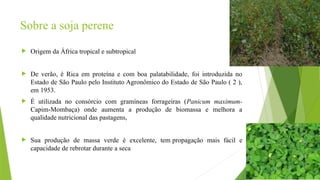 Sobre a soja perene
 Origem da África tropical e subtropical
 De verão, é Rica em proteína e com boa palatabilidade, foi introduzida no
Estado de São Paulo pelo Instituto Agronômico do Estado de São Paulo ( 2 ),
em 1953.
 É utilizada no consórcio com gramíneas forrageiras (Panicum maximum-
Capim-Mombaça) onde aumenta a produção de biomassa e melhora a
qualidade nutricional das pastagens,
 Sua produção de massa verde é excelente, tem propagação mais fácil e
capacidade de rebrotar durante a seca
 