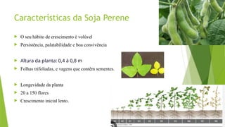 Características da Soja Perene
 O seu hábito de crescimento é volúvel
 Persistência, palatabilidade e boa convivência
 Altura da planta: 0,4 à 0,8 m
 Folhas trifoliadas, e vagens que contêm sementes.
 Longevidade da planta
 20 a 150 flores
 Crescimento inicial lento.
 