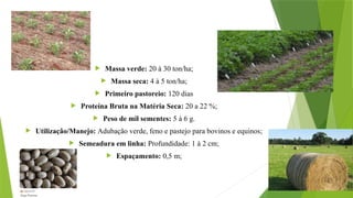  Massa verde: 20 à 30 ton/ha;
 Massa seca: 4 à 5 ton/ha;
 Primeiro pastoreio: 120 dias
 Proteína Bruta na Matéria Seca: 20 a 22 %;
 Peso de mil sementes: 5 à 6 g.
 Utilização/Manejo: Adubação verde, feno e pastejo para bovinos e equinos;
 Semeadura em linha: Profundidade: 1 à 2 cm;
 Espaçamento: 0,5 m;
 