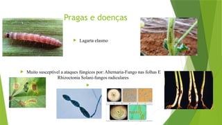 Pragas e doenças
 Lagarta elasmo
 Muito susceptível a ataques fúngicos por: Alternaria-Fungo nas folhas E
Rhizoctonia Solani-fungos radiculares


 