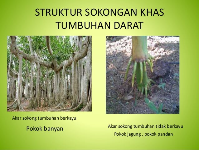 Sokongan dan gerakan Tingkatan Dua
