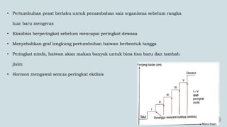• Pertumbuhan pesat berlaku untuk penambahan saiz organisma sebelum rangka
luar baru mengeras
• Eksidisis berperingkat sebelum mencapai peringkat dewasa
• Menyebabkan graf lengkung pertumbuhan haiwan berbentuk tangga
• Peringkat nimfa, haiwan akan makan banyak untuk bina tisu baru dan tambah
jisim
• Hormon mengawal semua peringkat ekdisis
 