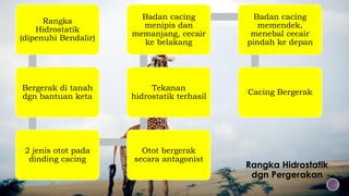 Rangka Hidrostatik
dgn Pergerakan
Rangka
Hidrostatik
(dipenuhi Bendalir)
Bergerak di tanah
dgn bantuan keta
2 jenis otot pada
dinding cacing
Otot bergerak
secara antagonist
Tekanan
hidrostatik terhasil
Badan cacing
menipis dan
memanjang, cecair
ke belakang
Badan cacing
memendek,
menebal cecair
pindah ke depan
Cacing Bergerak
 
