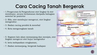  1.Pengecutan & Pengenduran otot lingkar & otot
membujur, secara berlawanan daripada bahagian
anterior ke posterior
 2. Bila, otot membujur mengecut, otot lingkar
mengendur.
 3. Badan cacing pendek & menebal
 4. Keta mengcengkam tanah
 5. Segmen lain akan memanjang dan menipis, otot
lingkar mengecut otot bujur mengendur
 6. keta melepaskan cengkaman,
 7. Badan memanjang, bergerak hadapan
 