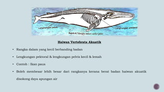 Haiwan Vertebrata Akuatik
• Rangka dalam yang kecil berbanding badan
• Lengkungan pektoral & lengkungan pelvis kecil & lemah
• Contoh : Ikan paus
• Boleh membesar lebih besar dari rangkanya kerana berat badan haiwan akuatik
disokong daya apungan air
 
