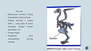 Burung
• Mempunyai struktur tulang
beradaptasi untuk terbang
• Tulang sternum ( tulang
dada ) yang pipih & halus
berfungsi sebagai tempat
perletakan otot
• Tulang ringan
• Tengkorak kecil
memudahkan burung
terbang
 