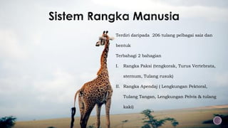 Terdiri daripada 206 tulang pelbagai saiz dan
bentuk
Terbahagi 2 bahagian
I. Rangka Paksi (tengkorak, Turus Vertebrata,
sternum, Tulang rusuk)
II. Rangka Apendaj ( Lengkungan Pektoral,
Tulang Tangan, Lengkungan Pelvis & tulang
kaki)
 