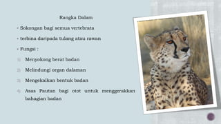 Rangka Dalam
 Sokongan bagi semua vertebrata
 terbina daripada tulang atau rawan
 Fungsi :
1) Menyokong berat badan
2) Melindungi organ dalaman
3) Mengekalkan bentuk badan
4) Asas Pautan bagi otot untuk menggerakkan
bahagian badan
 