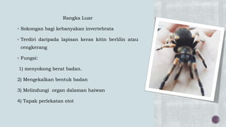 Rangka Luar
 Sokongan bagi kebanyakan invertebrata
 Terdiri daripada lapisan keras kitin berlilin atau
cengkerang
 Fungsi:
1) menyokong berat badan.
2) Mengekalkan bentuk badan
3) Melindungi organ dalaman haiwan
4) Tapak perlekatan otot
 
