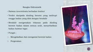 Rangka Hidrostatik
 Haiwan invertebrata berbadan lembut
 Terdiri daripada dinding berotot yang melitupi
rongga badan yang diisi dengan bendalir
 Bendalir mengenakan tekanan pada dinding
berotot badan dalam semua arah, menyebabkan
badan haiwan tegar.
 Fungsi ;
1) Mengekalkan dan mengawal bentuk badan
2) Pergerakan
 