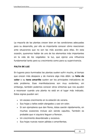 Carlos Miguel Carrión Ochoa
                                                                            UTPL




La mayoría de las plantas crecen bien en las condiciones adecuadas
para su desarrollo, por ello es importante conocer cómo reaccionan
ante situaciones que no son las más acordes para ellas. En esta
ocasión, queremos hablar de uno de los elementos más importantes
en la vida de los vegetales: la luz, que ejerce una influencia
fundamental tanto para su crecimiento como para su supervivencia.

FALTA DE LUZ


En lugares poco iluminados las plantas suelen sufrir mucho, al tiempo
que crecen más despacio y de manera algo más débil. La falta de
color o su tono amarillo suelen ser los principales indicadores de
este       problema.          Esas   manifestaciones   son   muy   evidentes;    sin
embargo, también podemos conocer otros síntomas que nos ayuden
a reconocer cuando una planta no está en el lugar más indicado.
Estos signos pueden ser:


          Un escaso crecimiento en la estación de verano.
          Sus hojas y tallos están alargados y casi sin color.
          Si son ejemplares que dan flores, éstas caerán rápidamente, en
          muchas ocasiones incluso aún siendo capullos. También es
          probable que ni siquiera lleguen a florecer.
          Un crecimiento desordenado y excesivo.
          Sus hojas nuevas nacen pálidas o amarillentas.



                                                                            25
 