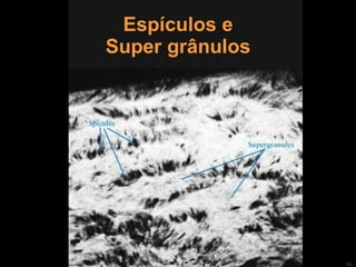 Espículos e Super grânulos 