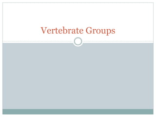 Vertebrate Groups
 