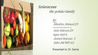 Solanaceae
the potato family
By:
Musfira Ahmed:25
musfiraahmedsaeed@gmail.com
Safa Saleem:29
Aqsa Asif:4
Anmol Intezar: 3
Saba MOHD:42
Presented to: Dr. Samia
 