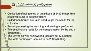 • Cultivation of belladonna at an altitude of 1400 meter from
sea level found to be satisfactory.
• Belladonna berries are to crushed to get the seeds for the
cultivation.
• Proper processing like washing and sieving is performed.
• The seedling are ready for the transplantation by the end of
September.
• The leaves as well as ﬂowering tops are cut & sundried.
• The yield per hectare is found to be 200 to 600 kg.
 Cultivation & collection
 
