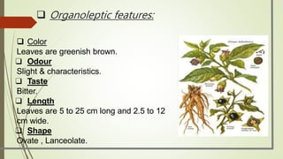  Color
Leaves are greenish brown.
❑ Odour
Slight & characteristics.
❑ Taste
Bitter.
❑ Length
Leaves are 5 to 25 cm long and 2.5 to 12
cm wide.
❑ Shape
Ovate , Lanceolate.
 Organoleptic features:
 