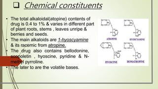 • The total alkaloidal(atopine) contents of
drug is 0.4 to 1% & varies in different part
of plant roots, stems , leaves unripe &
berries and seeds.
• The main alkaloids are 1-hyoscyamine
& its racemic from atropine.
• The drug also contains bellodonine,
scopoletin , hyoscine, pyridine & N-
methyl pyrroline.
• The later to are the volatile bases.
 Chemical constituents
 