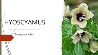 HYOSCYAMUS
Hyoscyamusniger
 