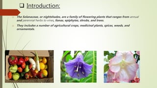  Introduction:
o The Solanaceae, or nightshades, are a family of flowering plants that ranges from annual
and perennial herbs to vines, lianas, epiphytes, shrubs, and trees.
o They includes a number of agricultural crops, medicinal plants, spices, weeds, and
ornamentals.
 