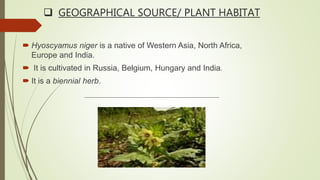  GEOGRAPHICAL SOURCE/ PLANT HABITAT
 Hyoscyamus niger is a native of Western Asia, North Africa,
Europe and India.
 It is cultivated in Russia, Belgium, Hungary and India.
 It is a biennial herb.
 