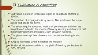  Cultivation & collection:
 Cultivation is done in temperate region at an altitude of 2400 to
3300m.
 The method of propagation is by seeds. The small seed beds are
raised and seeds are sown.
 The seeds require about two weeks for germination and then are
transplanted in field in the month of May by keeping a distance of half
meter between them and about 75cm between two rows.
 The plants are kept free of weeds and occasional hoeing is also
done.
 Crop is harvested when it reaches the maturity.
 Under all favorable conditions, the yield of the drug per hectare is
1000-1500kg.
 