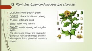  Plant description and macroscopic character
o COLOUR : Pale greyish green
o ODOUR : characteristic and strong
o TASTE : bitter and acrid
o SIZE : 25cm long lamina
o SHAPE : ovate, oblong to triangular
ovate.
o The stems and leaves are covered in
glandular hairs (trichomes), and the
whole plant has a powerful nauseous
odour..
 
