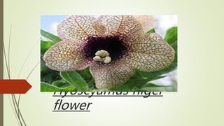 Hyoscyamus niger
flower
 