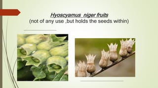 Hyoscyamus niger fruits
(not of any use ,but holds the seeds within)
 