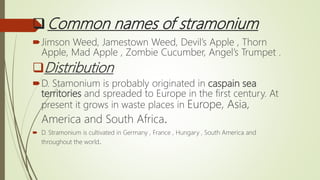 Common names of stramonium
Jimson Weed, Jamestown Weed, Devil’s Apple , Thorn
Apple, Mad Apple , Zombie Cucumber, Angel’s Trumpet .
Distribution
D. Stamonium is probably originated in caspain sea
territories and spreaded to Europe in the first century. At
present it grows in waste places in Europe, Asia,
America and South Africa.
 D. Stramonium is cultivated in Germany , France , Hungary , South America and
throughout the world.
 