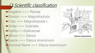 Scientific classification
Kingdom === Plantae
Division === Magnoliophyta
Class === Magnoliopsida L.
Order === Solanales
Family===Solanaceae
Genus === Datura
Specie === Datura stramonium
Binomial Name === Datura stramonium
 