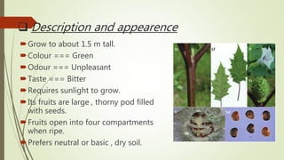  Description and appearence
Grow to about 1.5 m tall.
Colour === Green
Odour === Unpleasant
Taste === Bitter
Requires sunlight to grow.
Its fruits are large , thorny pod filled
with seeds.
Fruits open into four compartments
when ripe.
Prefers neutral or basic , dry soil.
 