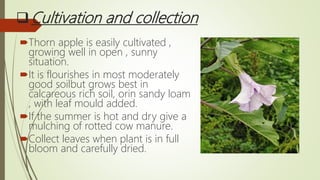 Cultivation and collection
Thorn apple is easily cultivated ,
growing well in open , sunny
situation.
It is flourishes in most moderately
good soilbut grows best in
calcareous rich soil, orin sandy loam
, with leaf mould added.
If the summer is hot and dry give a
mulching of rotted cow manure.
Collect leaves when plant is in full
bloom and carefully dried.
 