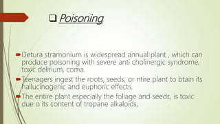 Poisoning
Detura stramonium is widespread annual plant , which can
produce poisoning with severe anti cholinergic syndrome,
toxic delirium, coma.
Teenagers ingest the roots, seeds, or ntire plant to btain its
hallucinogenic and euphoric effects.
The entire plant especially the foliage and seeds, is toxic
due o its content of tropane alkaloids.
 