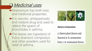 Medicinal uses
Stramonium has both toxic
and medicinal properties.
It is narcotic, antispasmodic
and nodyne drug and used to
relieve the spasm of
bronchioles in asthma.
The leaves are ingredient of
Pulvis stramonii compositus
and other powders used for
relief of asthma.
 