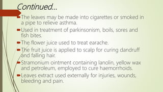 Continued…
The leaves may be made into cigarettes or smoked in
a pipe to relieve asthma.
Used in treatment of parkinsonism, boils, sores and
fish bites.
The flower juice used to treat earache.
The fruit juice is applied to scalp for curing dandruff
and falling hair.
Stramonium ointment containing lanolin, yellow wax
and petroleum, employed to cure haemorrhoids.
Leaves extract used externally for injuries, wounds,
bleeding and pain.
 
