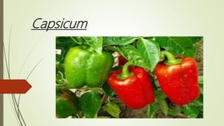 Capsicum
 