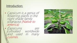Introduction:
• Capsicum is a genus of
flowering plants in the
night shade family
solanacea (Native to
america)
• Capsicums are
cultivated worldwide
and used in many
cuisines.
 