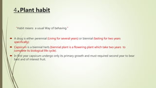 4.Plant habit
“Habit means a usual Way of behaving.”
 A drug is either perennial (Living for several years) or biennial (lasting for two years
specifically).
 Capsicum is a biennial herb.(biennial plant is a flowering plant which take two years to
complete its biological life cycle).
 In first year capsicum undergo only its primary growth and must required second year to bear
best and of interest fruit.
 