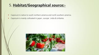 5. Habitat/Geographical source:-
 Capsicum is native to south northern america and north southern america.
 Capsicum is mainly cultivated in japan , europe ,india & sirilanka.
 