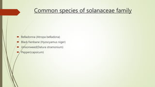 Common species of solanaceae family
 Belladonna (Atropa belladona)
 Black henbane (Hyoscyamus niger)
 Jimsonweed(Datura stramonium)
 Pepper(capsicum)
 